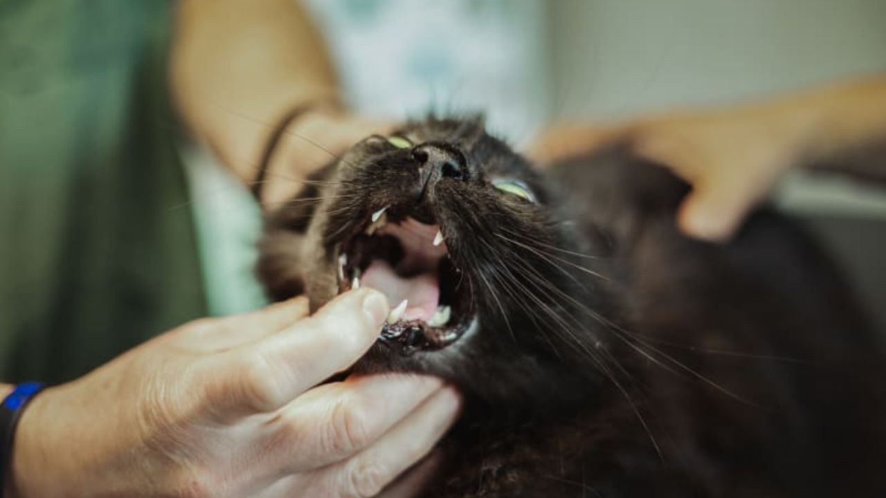 Here Is What You Do If Your Cat is Choking